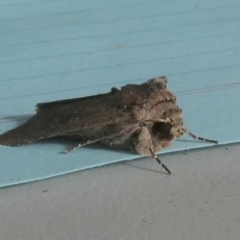 Diarsia intermixta at Boro, NSW - 27 May 2023