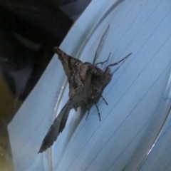 Nisista notodontaria (Annulus Crest-moth) at QPRC LGA - 27 May 2023 by Paul4K