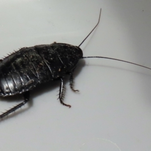 Platyzosteria melanaria at Narrabundah, ACT - 20 May 2023