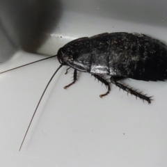 Platyzosteria melanaria at Narrabundah, ACT - 20 May 2023