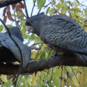 Callocephalon fimbriatum at Narrabundah, ACT - 27 May 2023