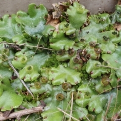 Marchantia polymorpha (Common liverwort) at Rugosa - 27 May 2023 by SenexRugosus