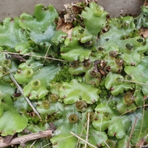 Marchantia polymorpha at Yass River, NSW - 27 May 2023 03:10 PM