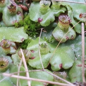 Marchantia polymorpha at Yass River, NSW - 27 May 2023 03:10 PM