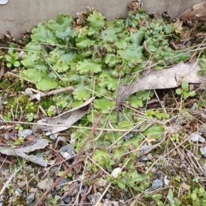 Marchantia polymorpha at Yass River, NSW - 27 May 2023