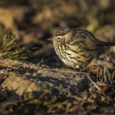 Pyrrholaemus sagittatus (Speckled Warbler) at West Stromlo - 14 May 2023 by trevsci