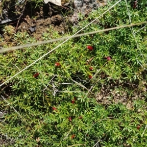 Styphelia humifusum at Watson, ACT - 22 May 2023