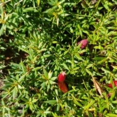 Astroloma humifusum at Watson, ACT - 22 May 2023