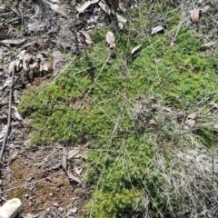 Styphelia humifusum at Watson, ACT - 22 May 2023