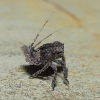 Eurybrachyidae (family) (A large broad-frons Planthopper) at Alexandra Hills, QLD - 23 Apr 2023 by TimL
