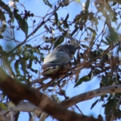 Callocephalon fimbriatum (Gang-gang Cockatoo) at Mongarlowe River - 27 May 2023 by LisaH