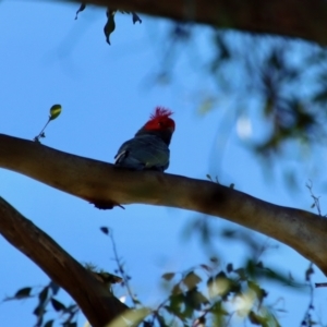 Callocephalon fimbriatum at Mongarlowe, NSW - suppressed