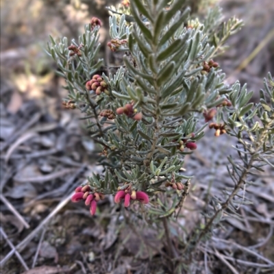Grevillea lanigera (Woolly Grevillea) at Cuumbeun Nature Reserve - 12 May 2023 by inquisitive