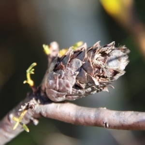 Petrophile sessilis at Mongarlowe, NSW - suppressed