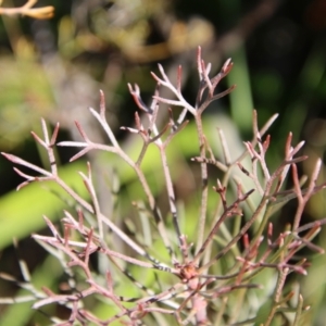 Petrophile sessilis at Mongarlowe, NSW - suppressed