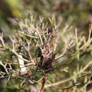 Petrophile sessilis at Mongarlowe, NSW - suppressed