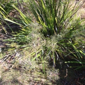 Petrophile sessilis at Mongarlowe, NSW - suppressed