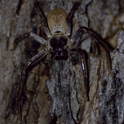 Isopeda (genus) (Huntsman Spider) at Florey, ACT - 12 May 2023 by KorinneM