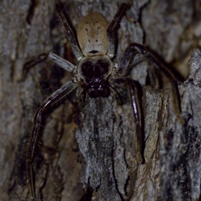Isopeda sp. (genus) (Huntsman Spider) at Florey, ACT - 12 May 2023 by KorinneM