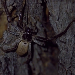 Isopeda sp. (genus) at Florey, ACT - suppressed