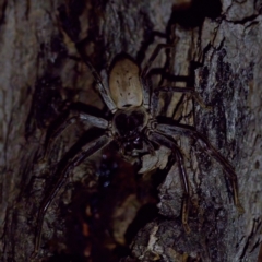 Isopeda sp. (genus) at Florey, ACT - 12 May 2023