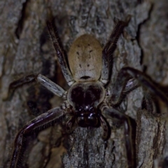 Isopeda sp. (genus) at Florey, ACT - suppressed