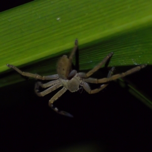 Neosparassus calligaster at Florey, ACT - 12 May 2023