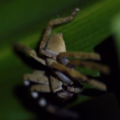 Neosparassus calligaster at Florey, ACT - 12 May 2023