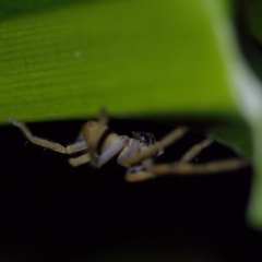 Neosparassus calligaster at Florey, ACT - 12 May 2023