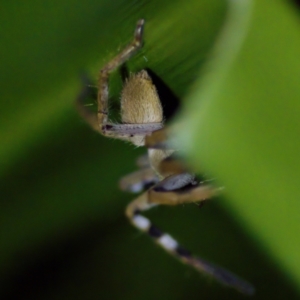 Neosparassus calligaster at Florey, ACT - 12 May 2023