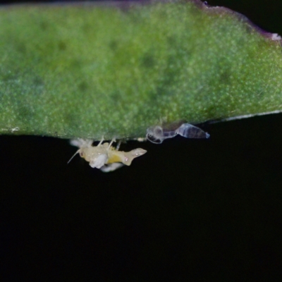 Unidentified Psyllid, lerp, aphid or whitefly (Hemiptera, several families) at Florey, ACT - 14 May 2023 by KorinneM