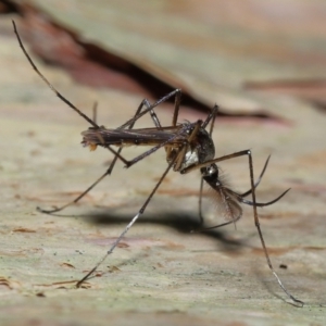 Toxorhynchites speciosis at Alexandra Hills, QLD - 22 Apr 2023 10:18 AM