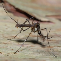 Unidentified Crane fly, midge, mosquito or gnat (several families) at Alexandra Hills, QLD - 22 Apr 2023 by TimL