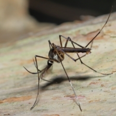 Toxorhynchites speciosis at Alexandra Hills, QLD - 22 Apr 2023 10:18 AM