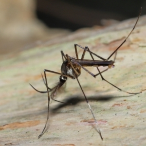 Toxorhynchites speciosis at Alexandra Hills, QLD - 22 Apr 2023 10:18 AM