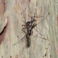 Toxorhynchites speciosis at Alexandra Hills, QLD - 22 Apr 2023 10:18 AM