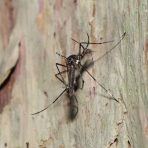 Toxorhynchites speciosis at Alexandra Hills, QLD - 22 Apr 2023 10:18 AM