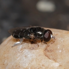 Unidentified True fly (Diptera) at Wellington Point, QLD - 22 Apr 2023 by TimL