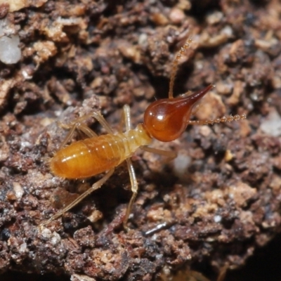 Nasutitermes (genus) (Snouted termite, Gluegun termite) at Alexandra Hills, QLD - 22 Apr 2023 by TimL
