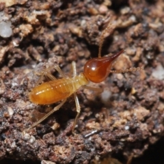 Nasutitermes sp. (genus) at Alexandra Hills, QLD - 22 Apr 2023 by TimL