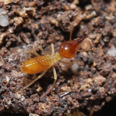 Unidentified Termite (superfamily Termitoidea) at Alexandra Hills, QLD - 22 Apr 2023 by TimL