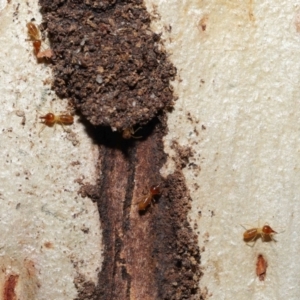 Nasutitermes (genus) at Alexandra Hills, QLD - suppressed