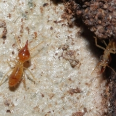 Nasutitermes (genus) at Alexandra Hills, QLD - suppressed