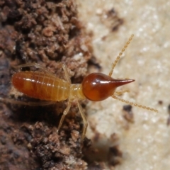 Nasutitermes (genus) at Alexandra Hills, QLD - suppressed