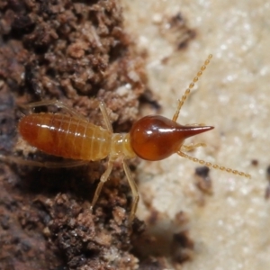Nasutitermes (genus) at Alexandra Hills, QLD - suppressed