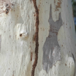 Nasutitermes (genus) at Alexandra Hills, QLD - suppressed