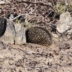 Tachyglossus aculeatus (Short-beaked Echidna) at Molonglo Valley, ACT - 27 May 2023 by sangio7