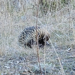 Tachyglossus aculeatus at Molonglo Valley, ACT - 27 May 2023 03:09 PM