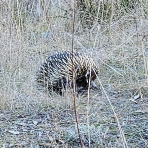 Tachyglossus aculeatus at Molonglo Valley, ACT - 27 May 2023 03:09 PM