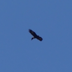 Aquila audax (Wedge-tailed Eagle) at Berrima River Reserve - 16 May 2023 by Curiosity